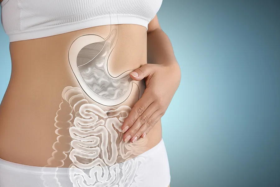 Gut-Health-Doctor 3D illustration of the digestive system superimposed over a woman's midsection. Schedule clinical microbiome testing from Morgan Burns, APRN in Central Florida.