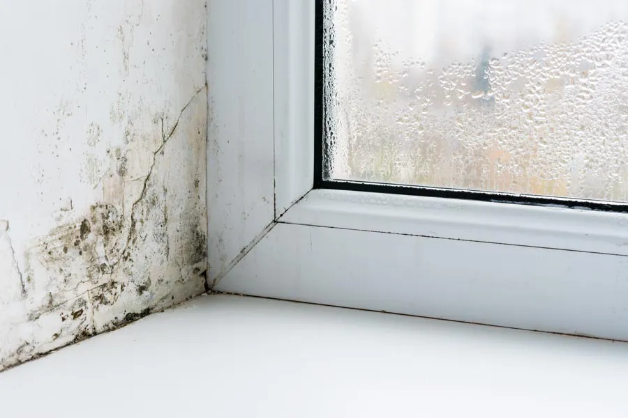 Mold-and-Mycotoxin-Clinic Mold buildup in the corner of a window sill. Get treatment for mold and mycotoxin illness from Morgan Burns, APRN in Central Florida.